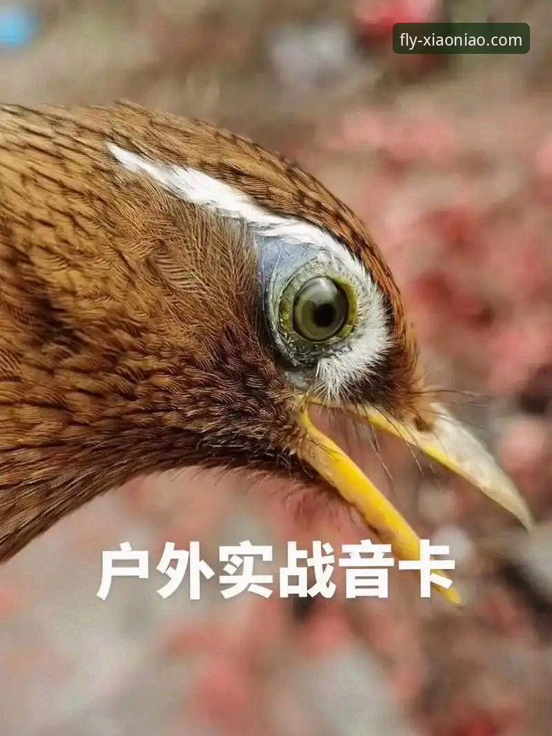 老用户揭秘：小鸟平台密码修改推荐及实战经验分享