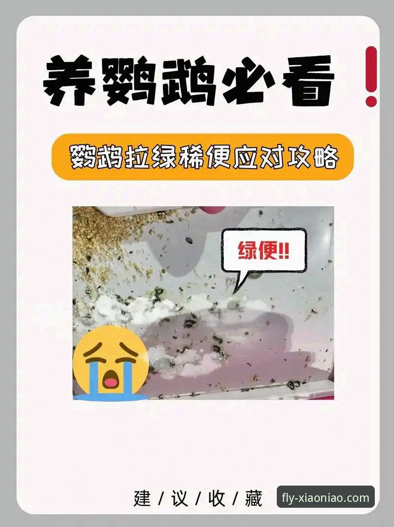 新手必看!小鸟平台官网入口最新动态与完整登录指南2025