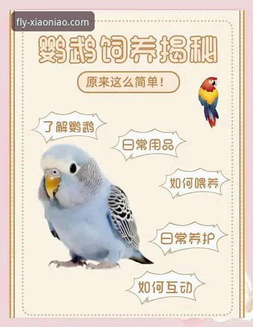 解锁小鸟平台：3大核心官网功能详解与新手入门指南