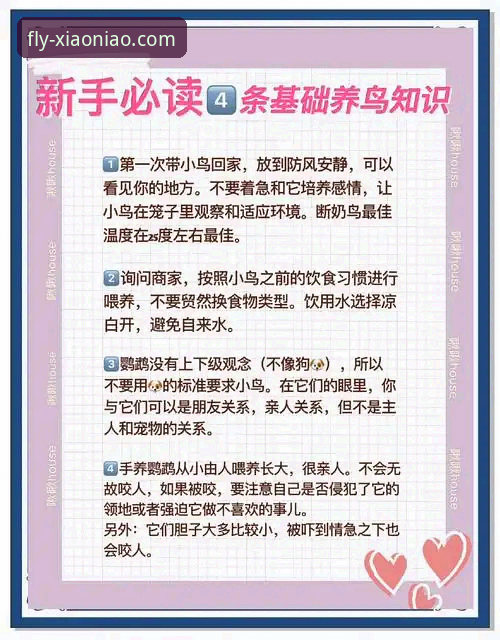 小鸟平台登录手机版最新动态:新手必看操作指南与功能亮点